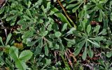 Antennaria dioica. Розетки листьев. Московская обл., Дмитровский гор. округ, дол. р. Якоть, опушка сосняка. 23.08.2026.