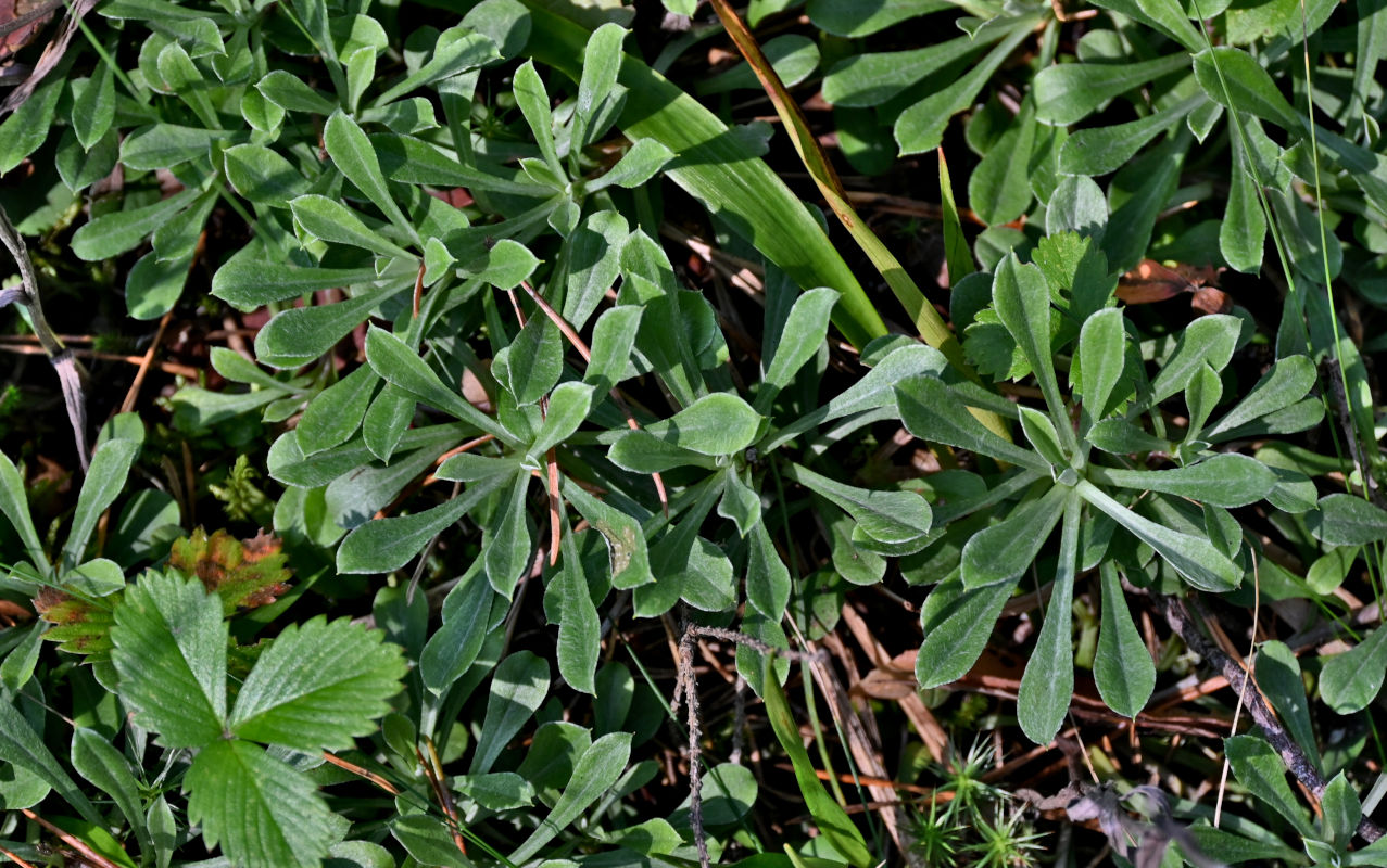 Image of Antennaria dioica specimen.