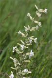 Silene viscosa