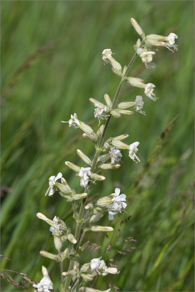 Изображение особи Silene viscosa.