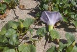 Calystegia soldanella. Часть побега с цветком и бутоном. Жирона, комарка Баш Эмпорда, муниципалитет Пальс, берег лагуны Les basses d'en Coll, небольшая полоса намывного песка вблизи от дельты канала rec del Molí de Pals. 23.04.2026.