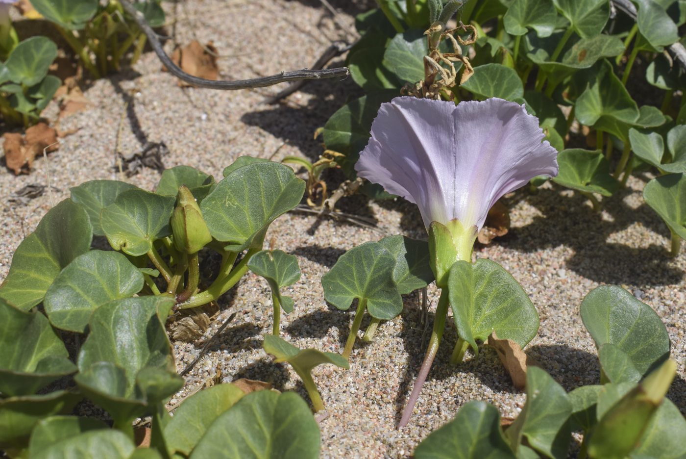 Изображение особи Calystegia soldanella.