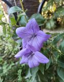 unknown species. Часть побега с цветками, подвязанного к опоре. Абхазия, г. Сухум, Ботанический сад. 13.08.2024.