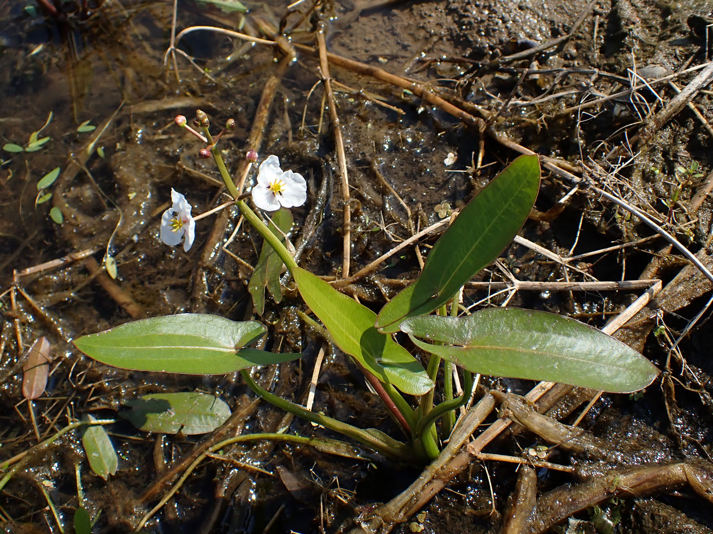 Image of Sagittaria natans specimen.