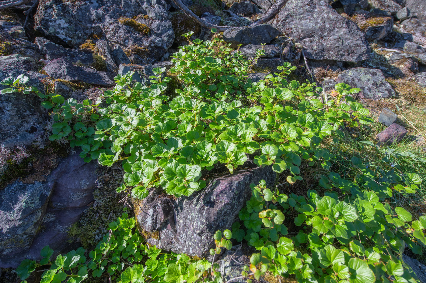 Image of Ribes procumbens specimen.