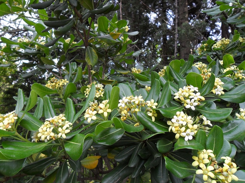 Image of Pittosporum tobira specimen.