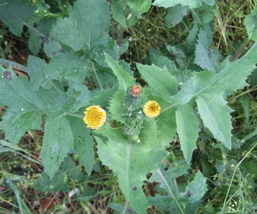 Изображение особи Sonchus oleraceus.