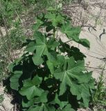 Alcea rugosa