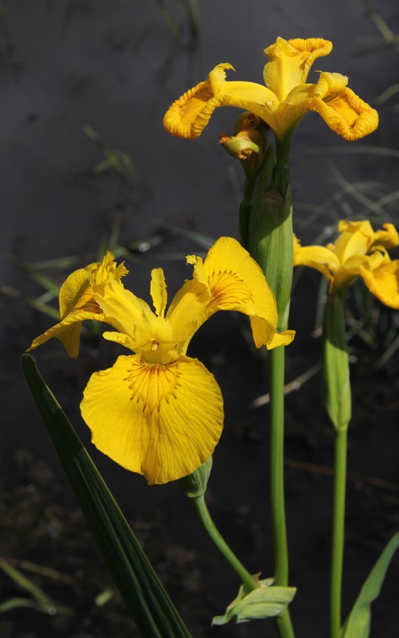 Изображение особи Iris pseudacorus.