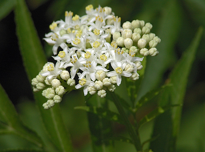 Изображение особи Sambucus ebulus.