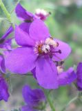 Verbascum phoeniceum