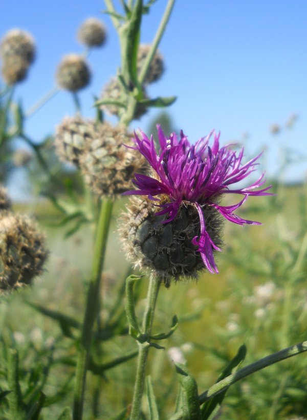 Image of Centaurea scabiosa specimen.