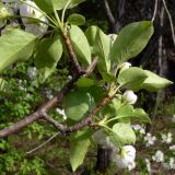 Image of taxon representative. Author is Сергей Глотов