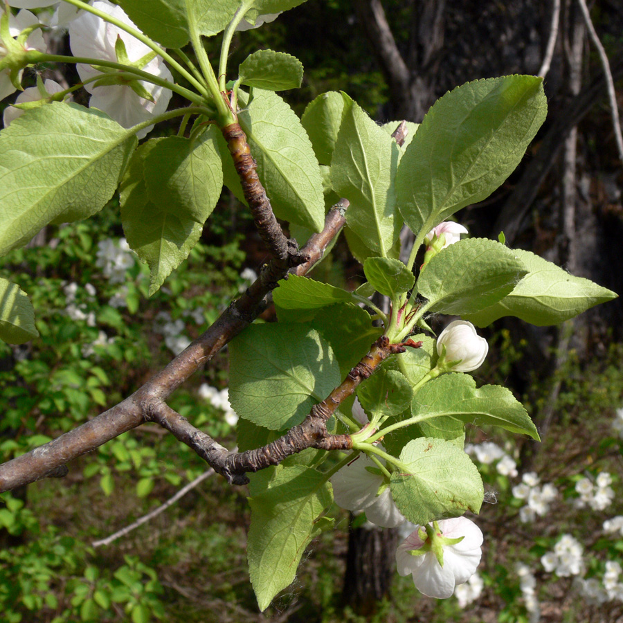 Image of Malus domestica ssp. cerasifera specimen.