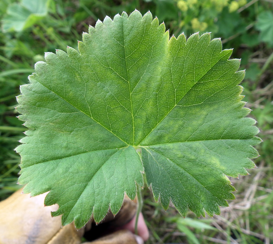 Image of genus Alchemilla specimen.
