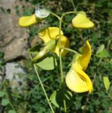 Image of taxon representative. Author is Базар Довлетов