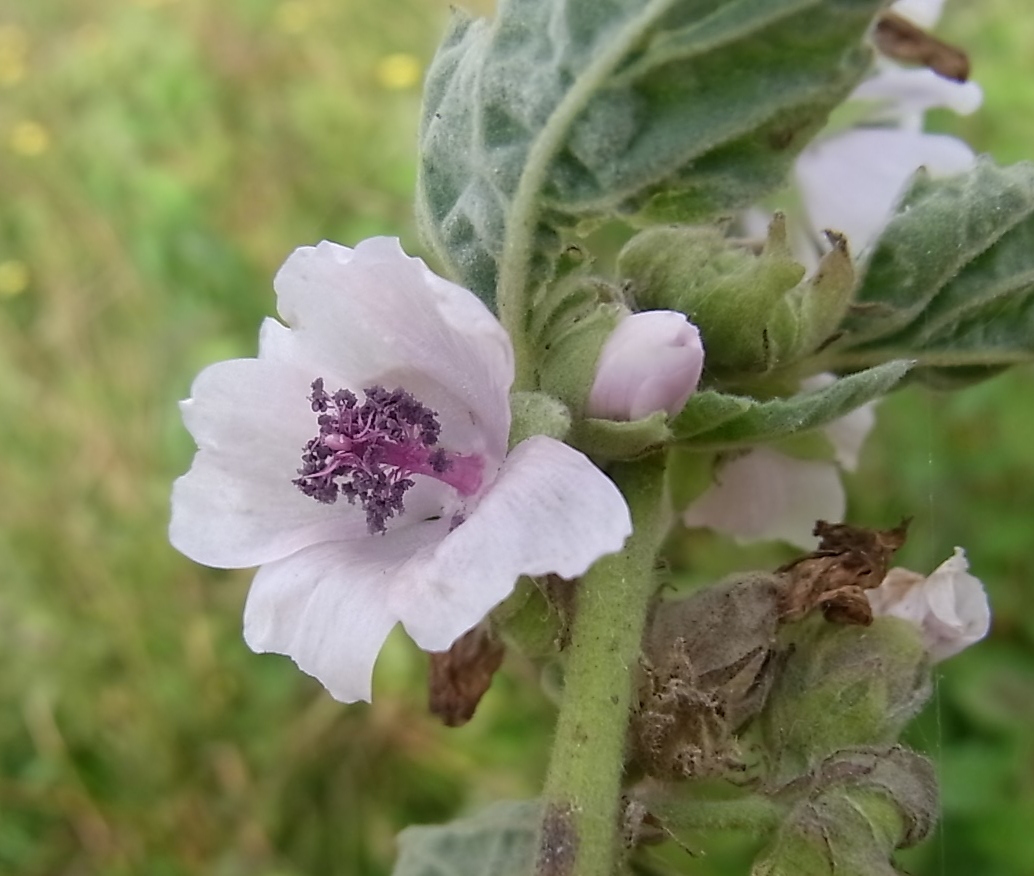 Image of Althaea officinalis specimen.