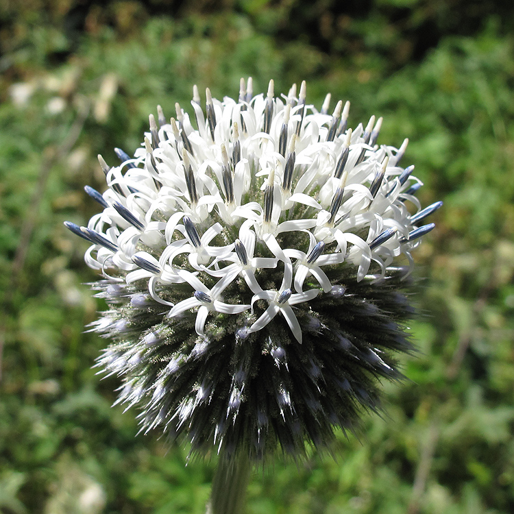 Изображение особи Echinops sphaerocephalus.