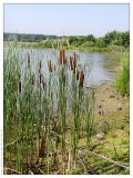 Typha × glauca