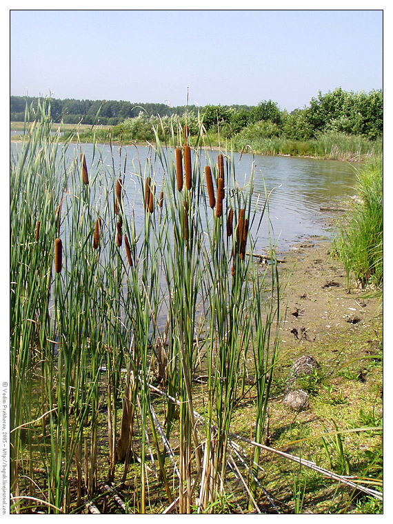 Image of Typha &times; glauca specimen.