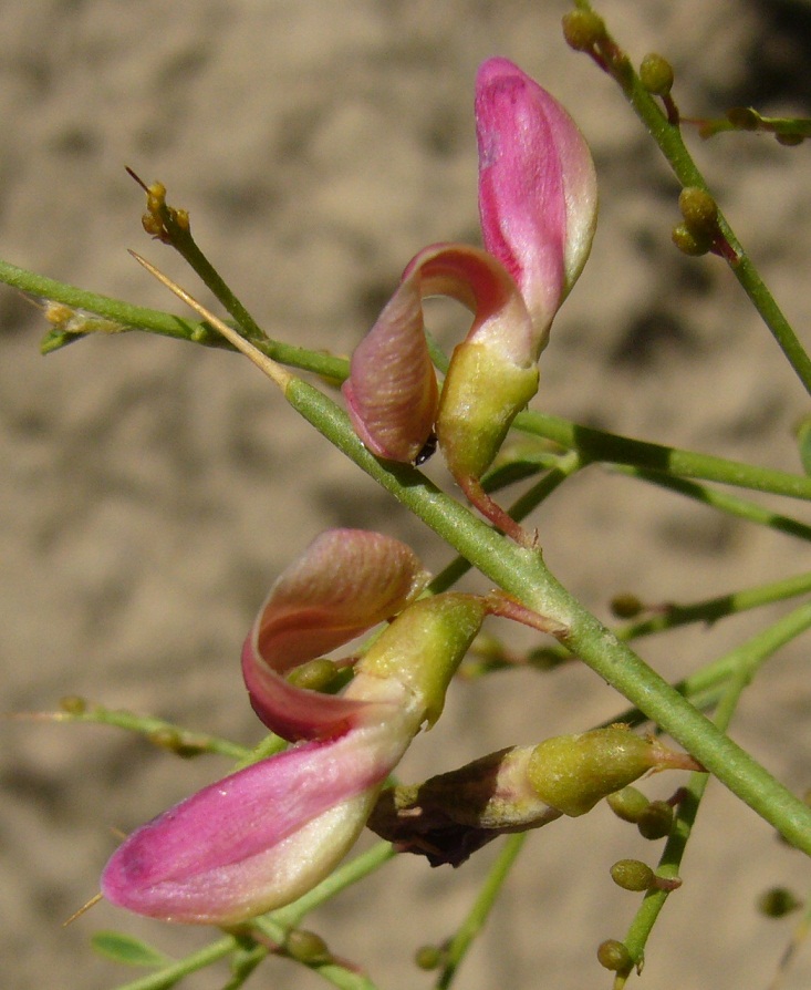 Image of Alhagi persarum specimen.