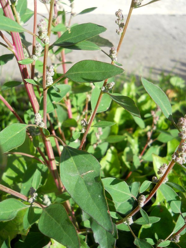 Изображение особи Chenopodium strictum.