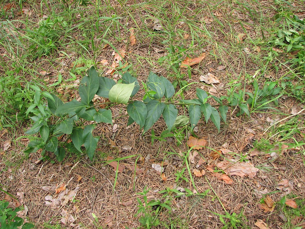 Image of Vincetoxicum scandens specimen.