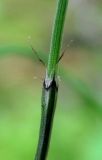 Equisetum scirpoides