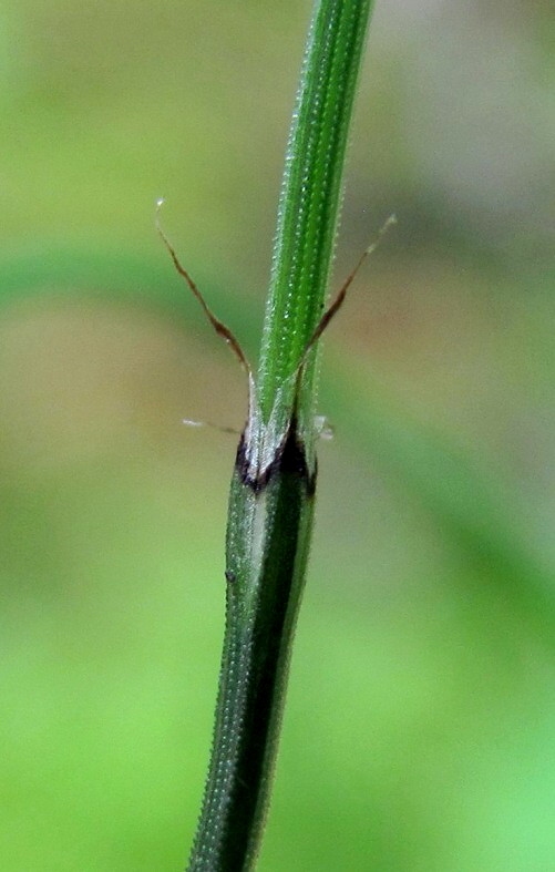 Image of Equisetum scirpoides specimen.