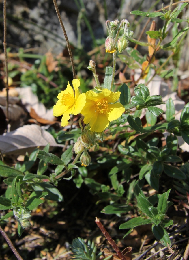 Изображение особи Helianthemum nummularium.