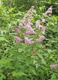 Spiraea salicifolia