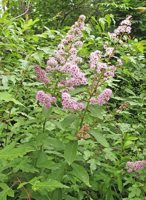 Image of Spiraea salicifolia specimen.