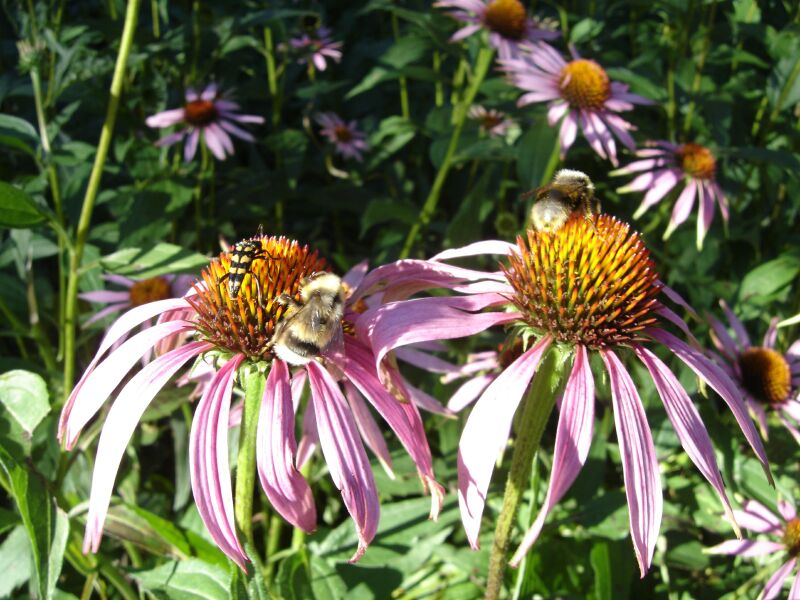 Изображение особи Echinacea purpurea.