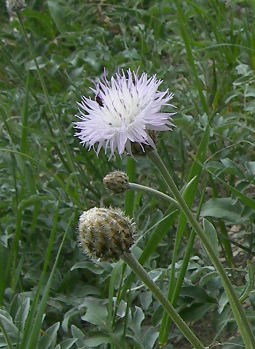 Изображение особи Psephellus leucophyllus.