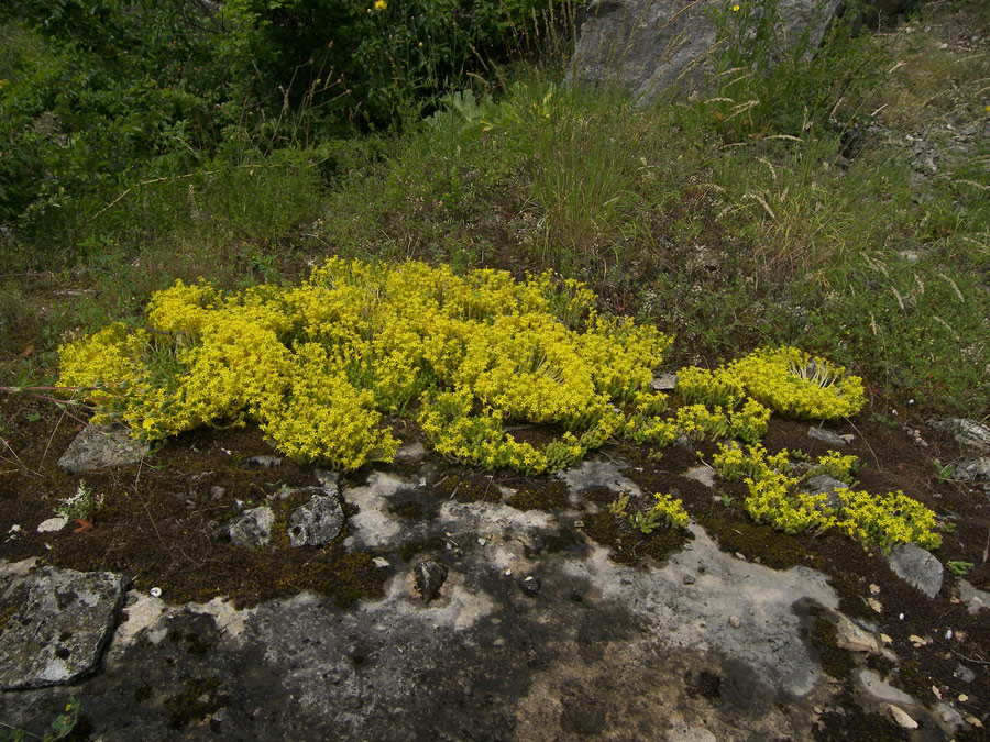 Изображение особи Sedum acre.