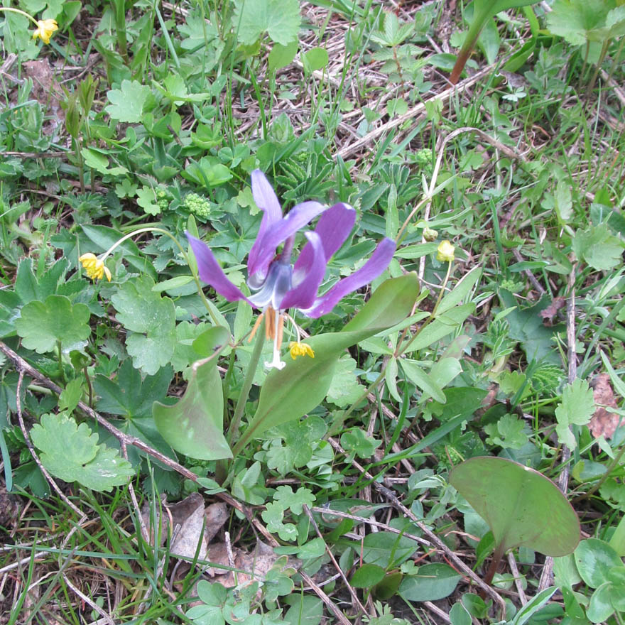 Изображение особи Erythronium sibiricum.