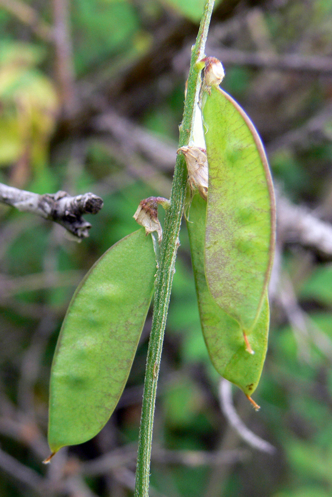 Изображение особи Vicia cracca.