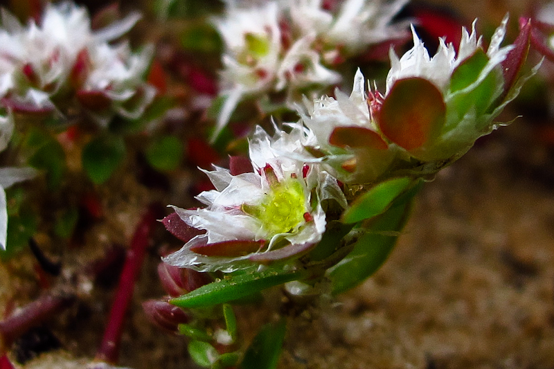 Image of Paronychia argentea specimen.