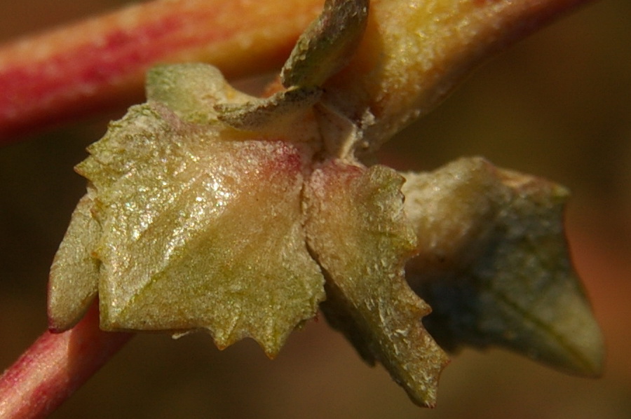 Image of Atriplex tatarica specimen.