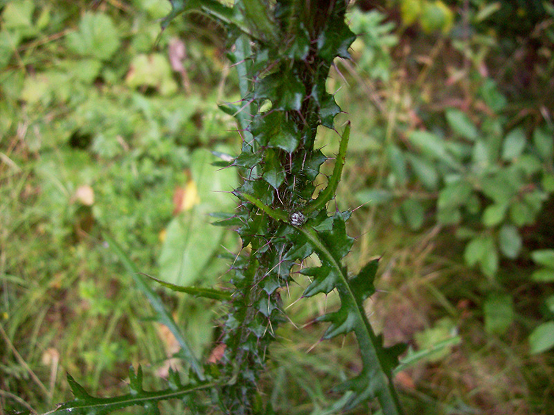 Изображение особи Cirsium palustre.