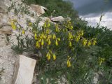 Onosma подвид oligotricha
