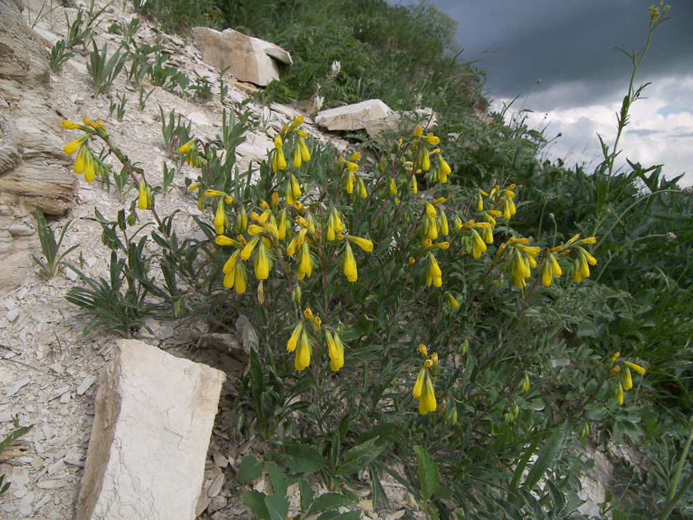 Image of Onosma caucasica ssp. oligotricha specimen.
