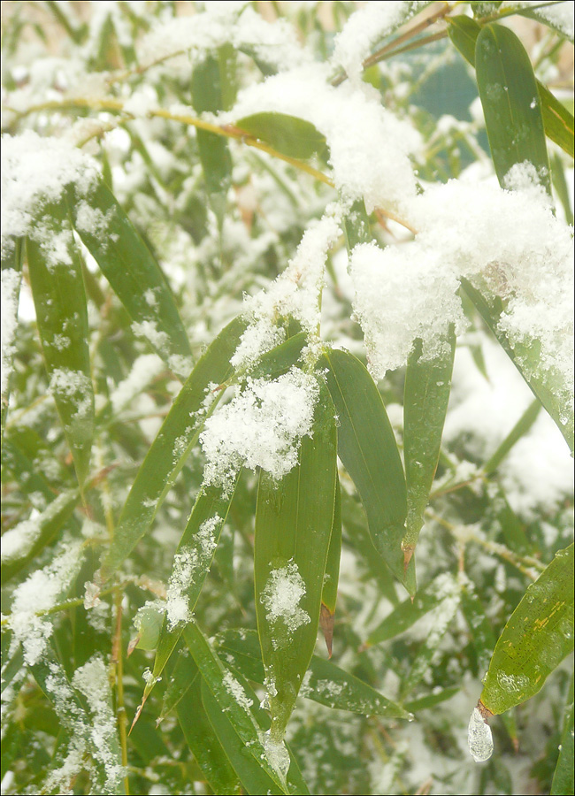 Изображение особи род Phyllostachys.