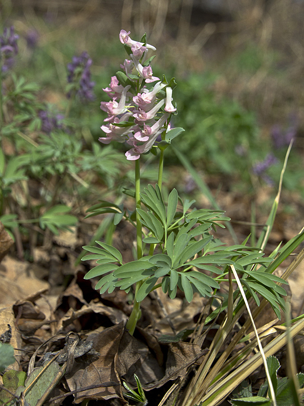 Изображение особи Corydalis solida.