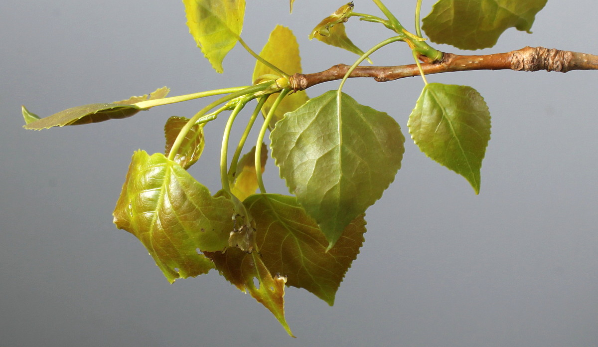 Image of Populus &times; canadensis specimen.