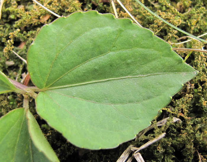 Image of Viola xanthopetala specimen.