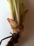 Image of taxon representative. Author is Станислав Черепушкин