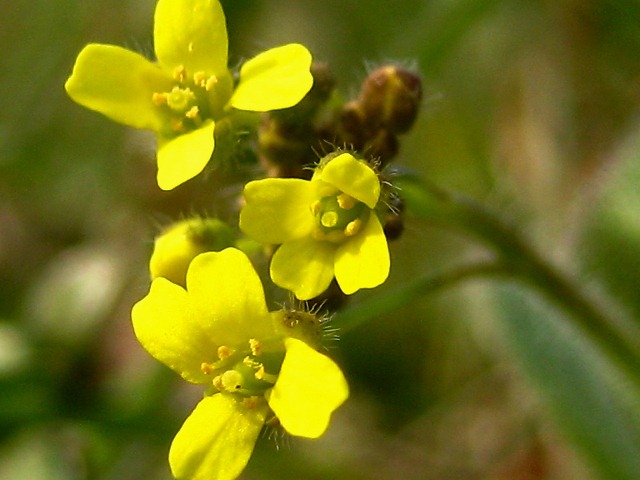 Image of Draba nemorosa specimen.