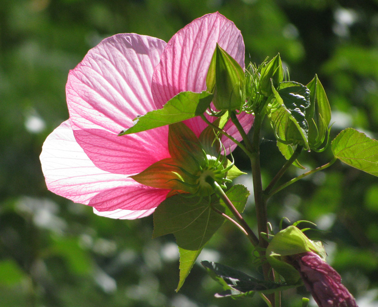 Изображение особи род Hibiscus.