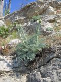 Seseli gummiferum. Зацветающее растение. Крым, окр. г. Ялта, хр. Иограф, на скалах. 23 июня 2012 г.